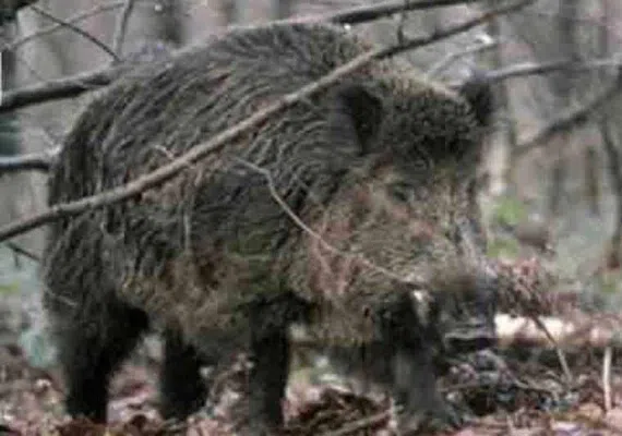 پارک ملی سالوک