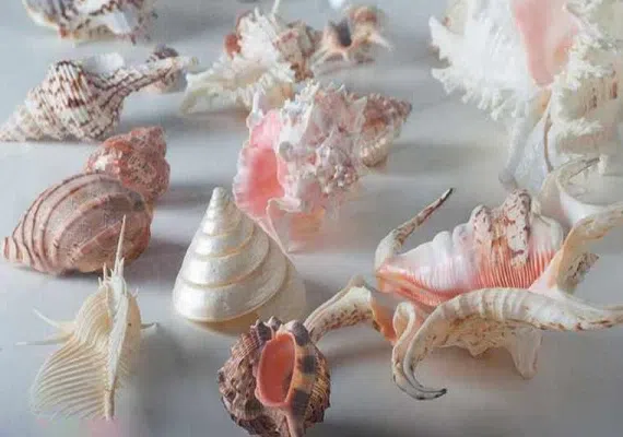 پارک علمی پروفسور بازیما