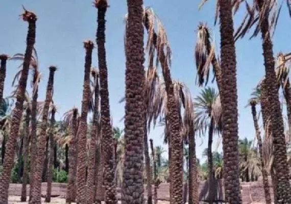 روستای بروات