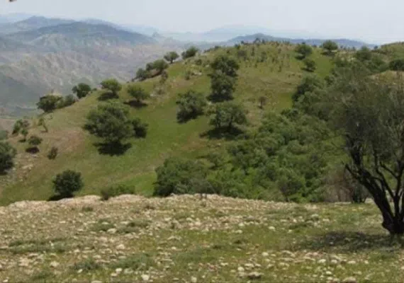 پارک جنگلی تمبی