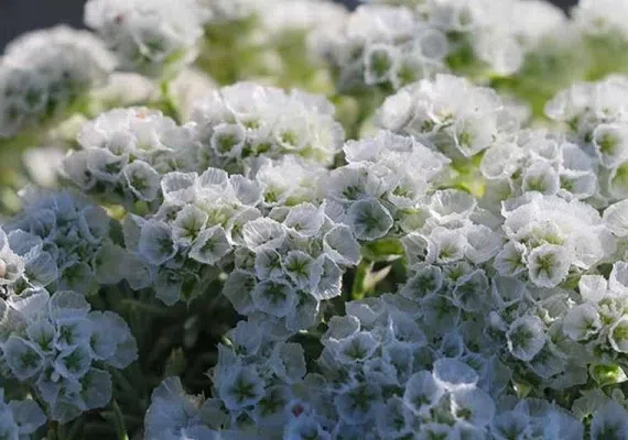 منطقه حفاظت&zwnj;شده قرخود