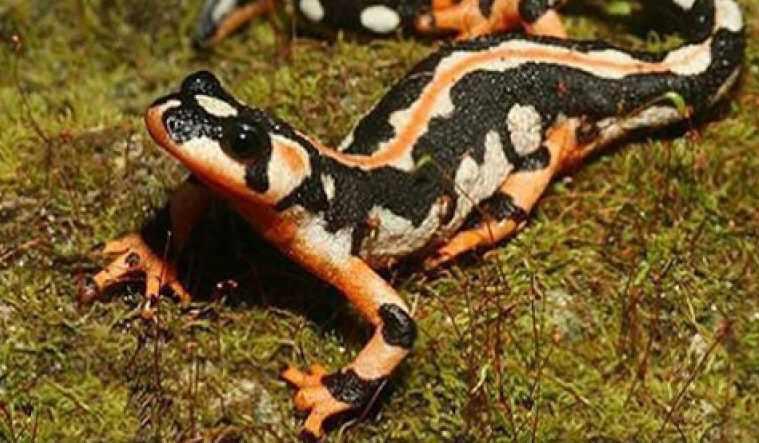 منطقه شکار ممنوع شو و لندر