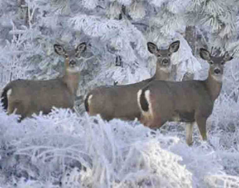 پارک ملی سالوک