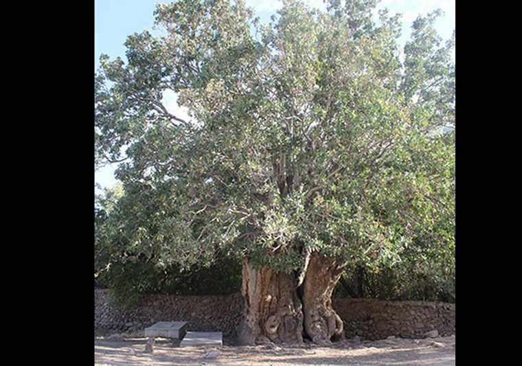 درخت کهنسال پسته رفسنجان