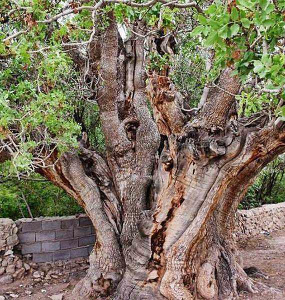 درخت کهنسال پسته رفسنجان