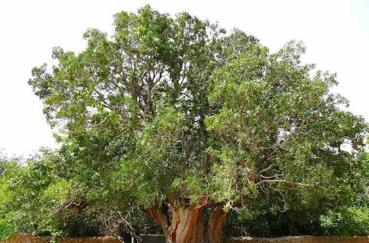 درخت کهنسال پسته رفسنجان