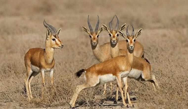 منطقه حفاظت شده دربند