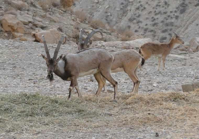 تنگ خائیز بهبهان