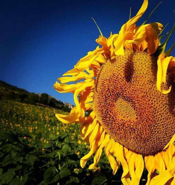 منطقه نمونه گردشگري کشانک