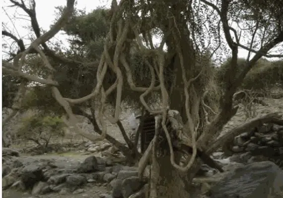 منطقه کوهستانی درباغ قلعه گنج