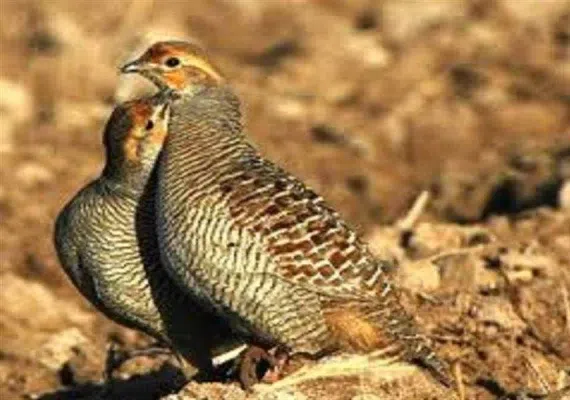 پناهگاه حیات وحش مهروئیه