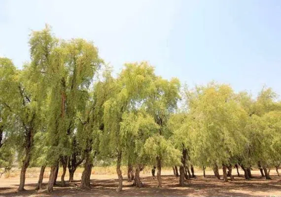 پناهگاه حیات وحش مهروئیه