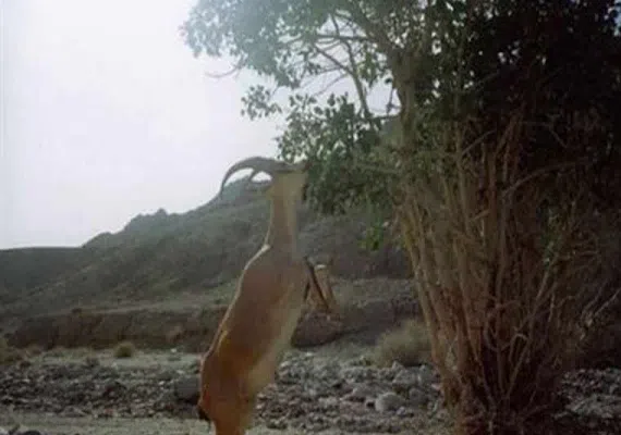 پناهگاه و حیات وحش مهروئیه