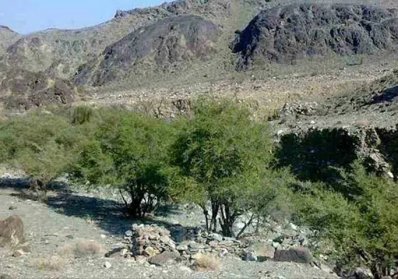 پناهگاه حیات وحش مهروئیه