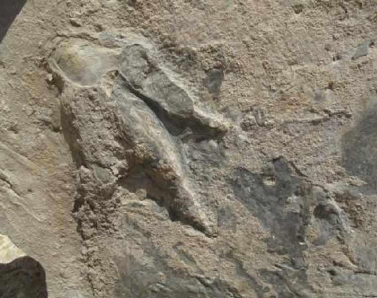 رد پای دایناسورها