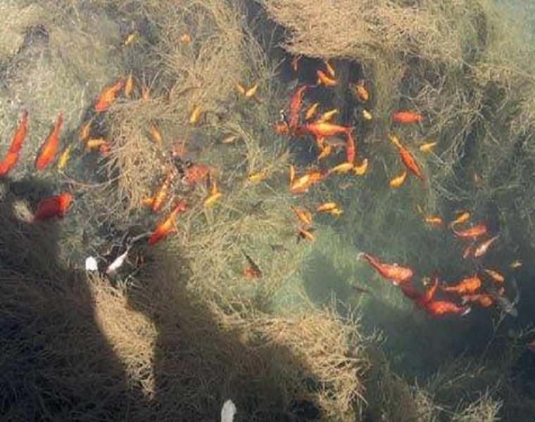 آکواریوم طبیعی درگزک