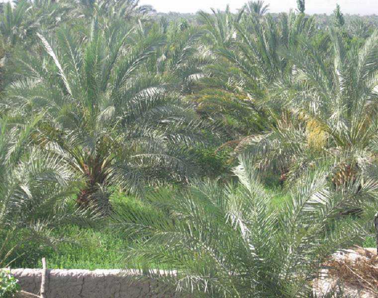 روستای خواجه عسکر