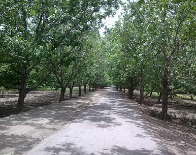 روستا کلدان