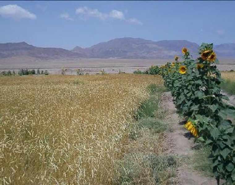 روستای شریف آباد راور