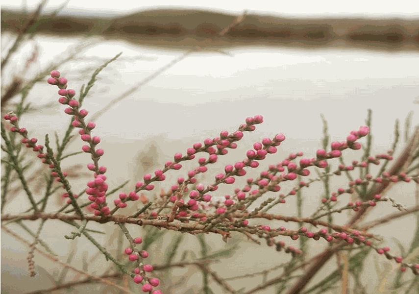 سدهای شش گانه پاسبین