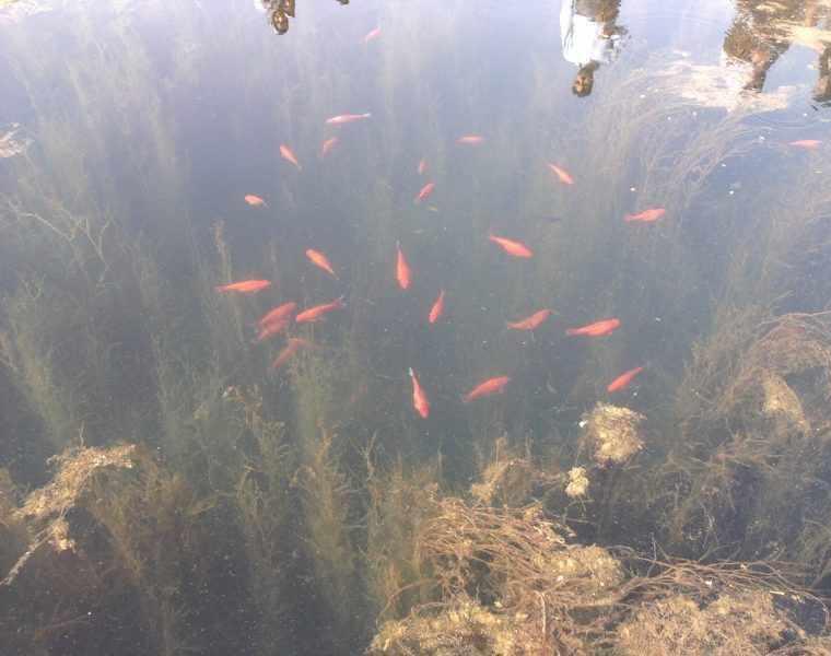 آکواریوم طبیعی درگزک