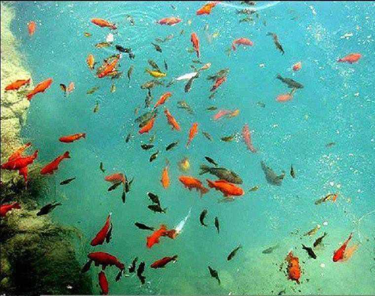 آکواریوم طبیعی درگزک