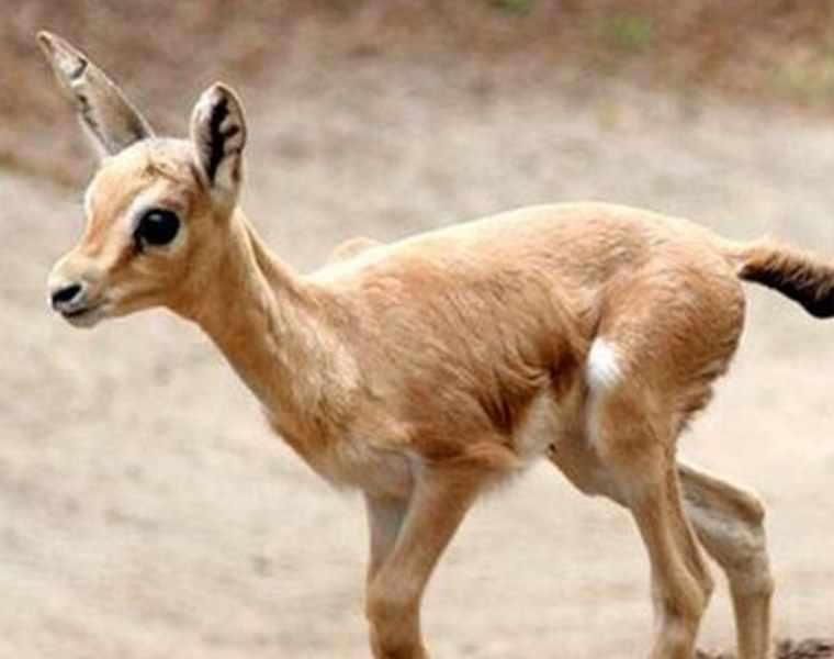 منطقه حفاظت شده بیدوییه