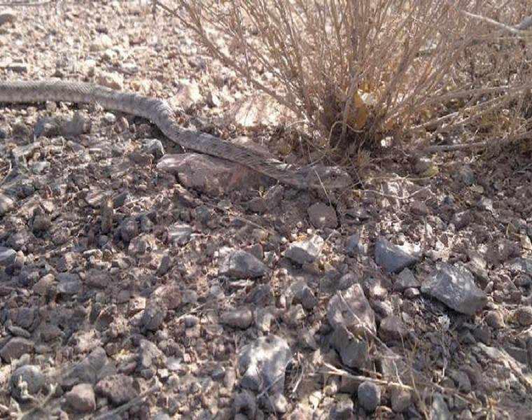 منطقه حفاظت شده کوه آسیاب