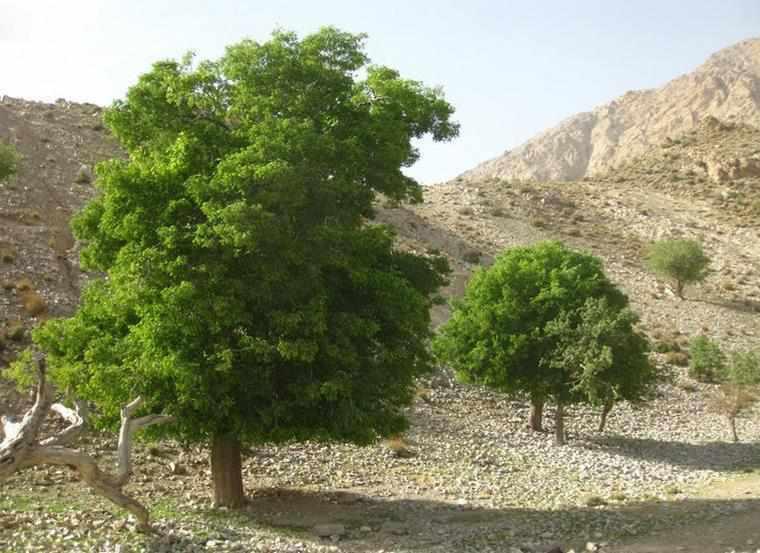 منطقه حفاظت شده کوه شیر