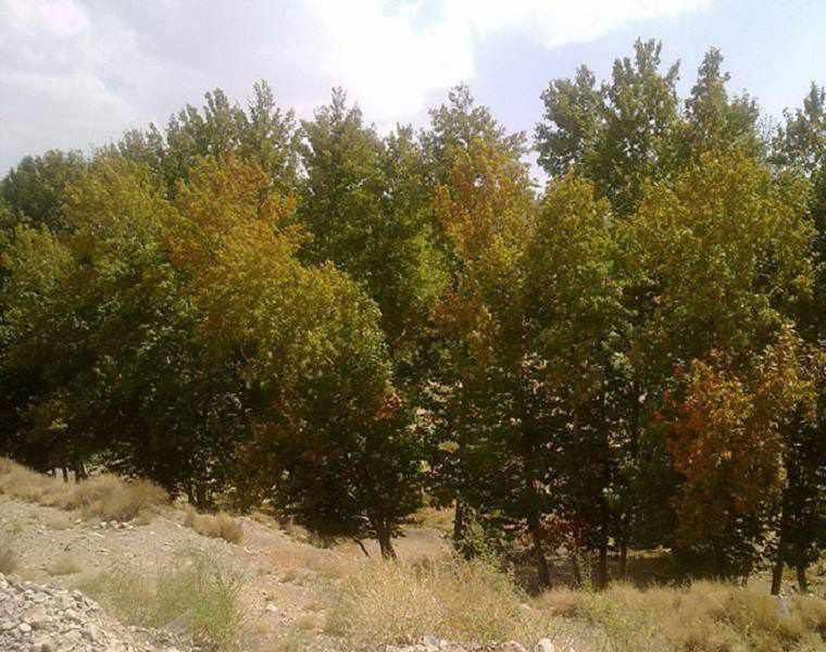 روستای سرتخت