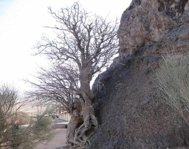 درخت کهنسال بنه بلنجیر