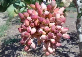 شهرستان مه ولات