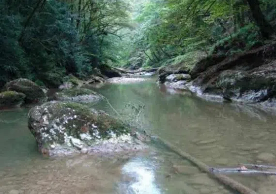 جنگل های نارنج بن