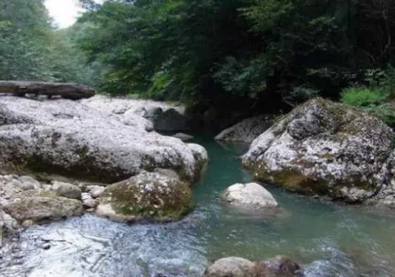 جنگل های نارنج بن