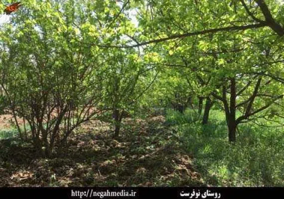 روستای نوفرست