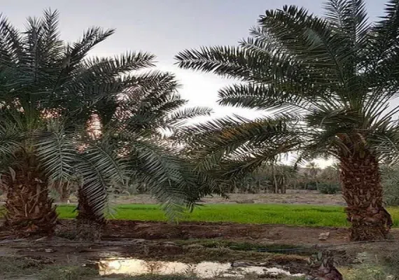 روستای کویری همیشه بهار کشیت