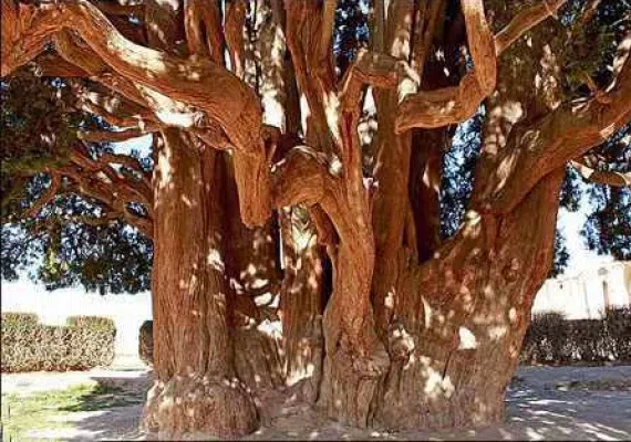 درخت کهنسال بنه بلنجیر