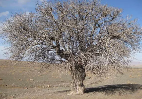 درخت کهنسال بنه بلنجیر