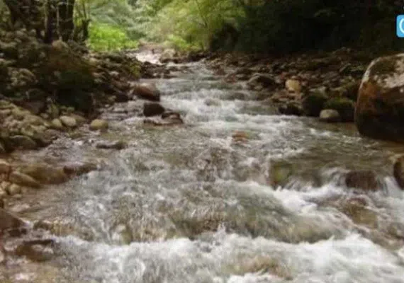 جنگل های نارنج بن