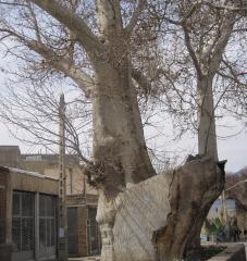 درخت کهنسال چنار روستای رزگ