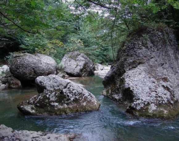 جنگل های نارنج بن