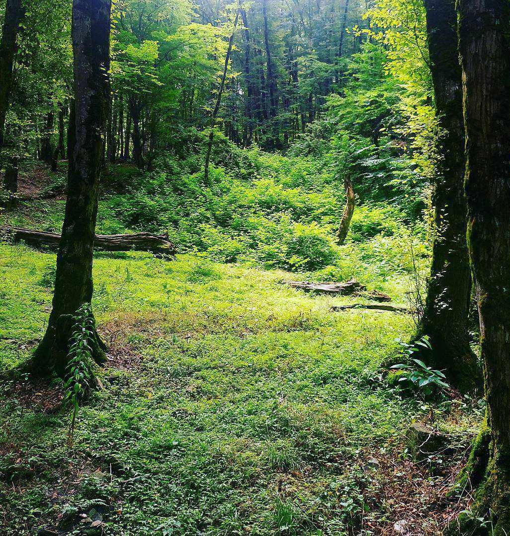 پارک جنگلی دلند