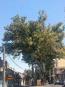 درخت کهنسال چنار روستای رزگ