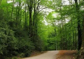 جنگل دیدنی دهستان لفور (لپور)