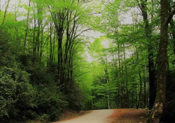 پارک جنگلی بزچفت بابل کجاست