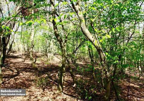 پارک جنگلی بزچفت بابل کجاست