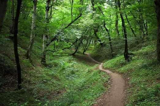 پارک جنگلی بزچفت بابل کجاست