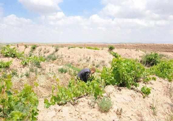 روستای پاژ، زادگاه فردوسی