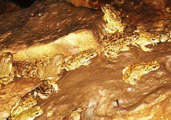 غار هندل آباد مشهد