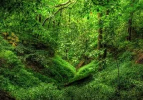 چشمه لاله گلستان